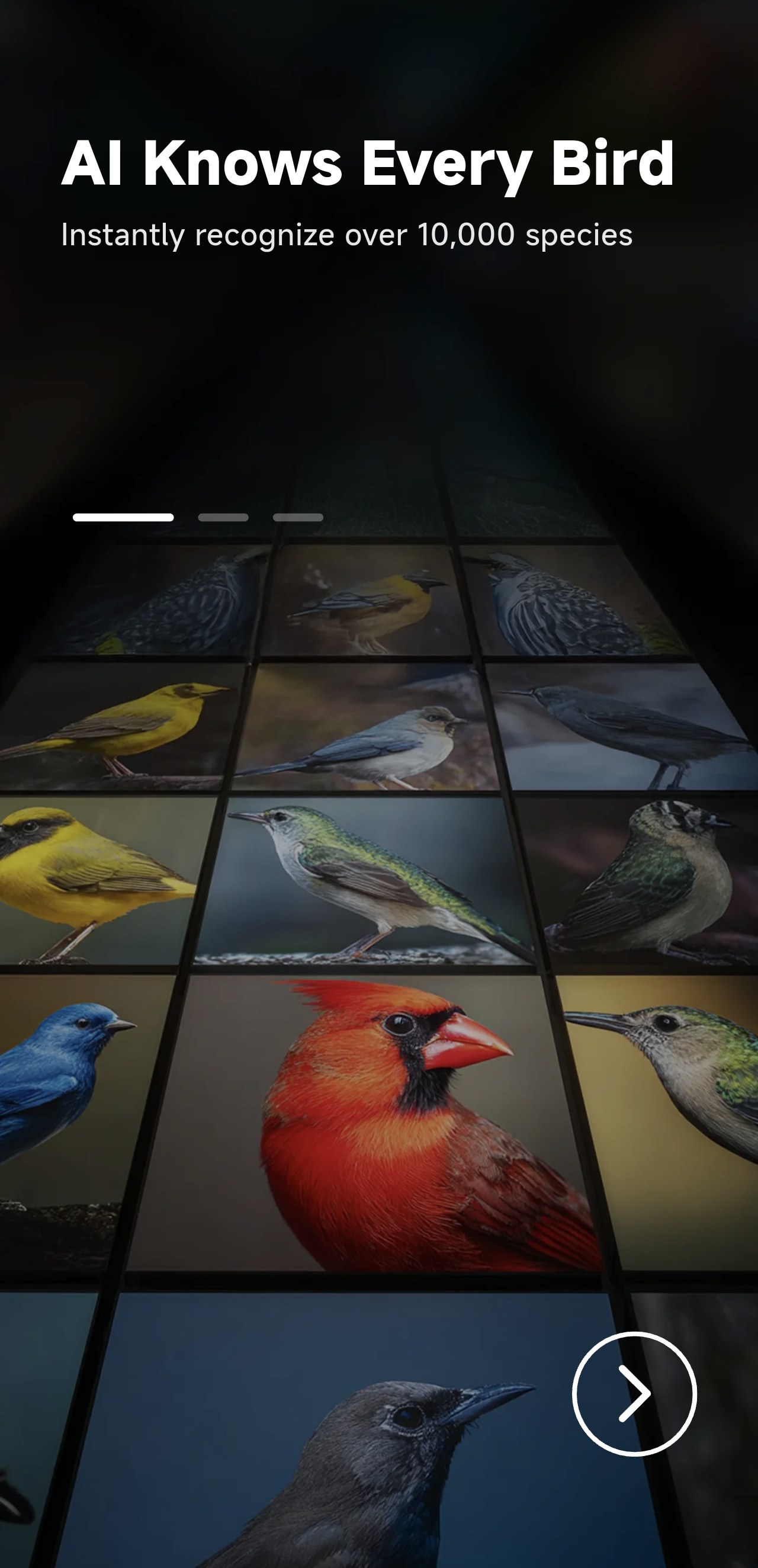 AI bird recognition