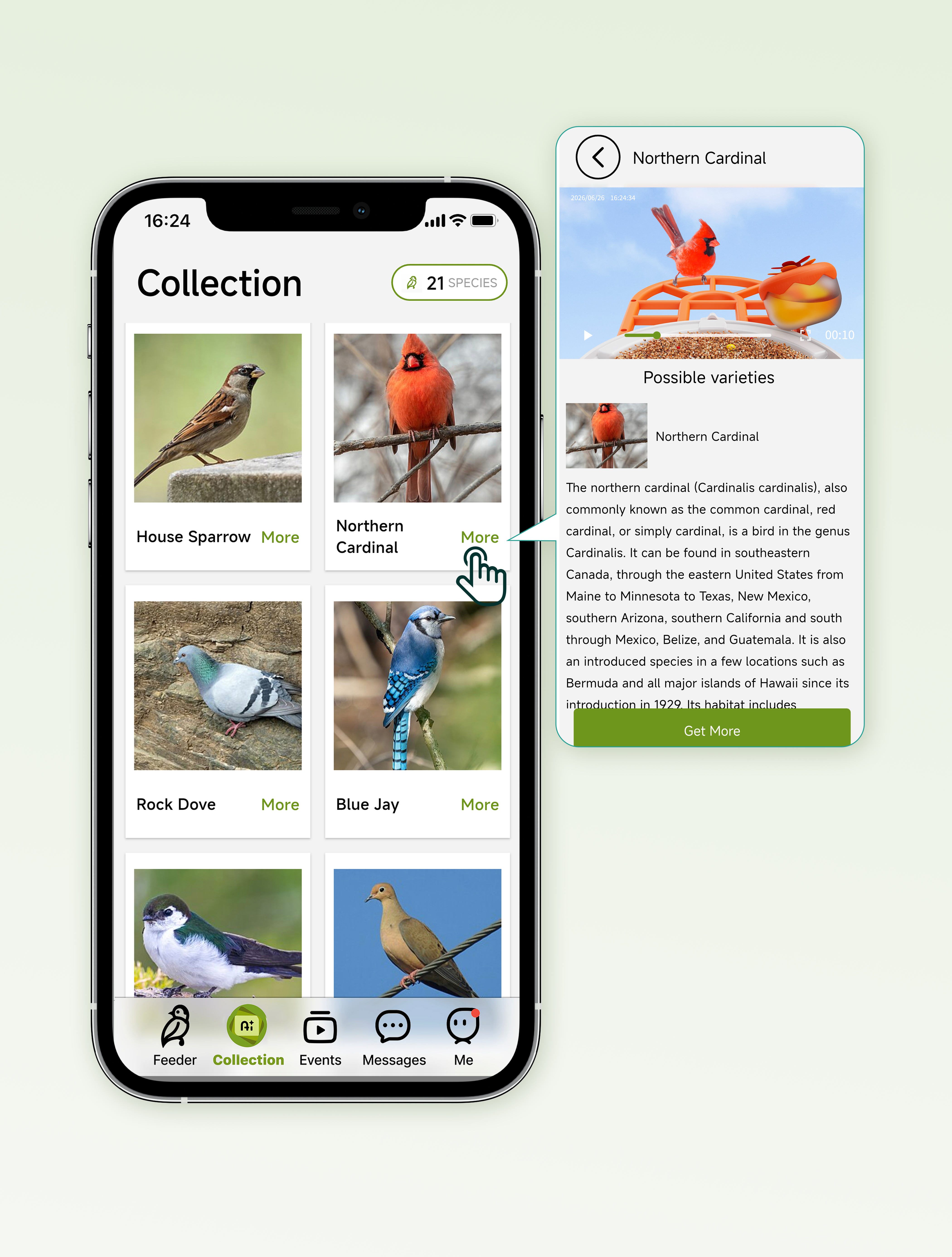 Birdnee Collection app with the Northern Cardinal Wikipedia profile