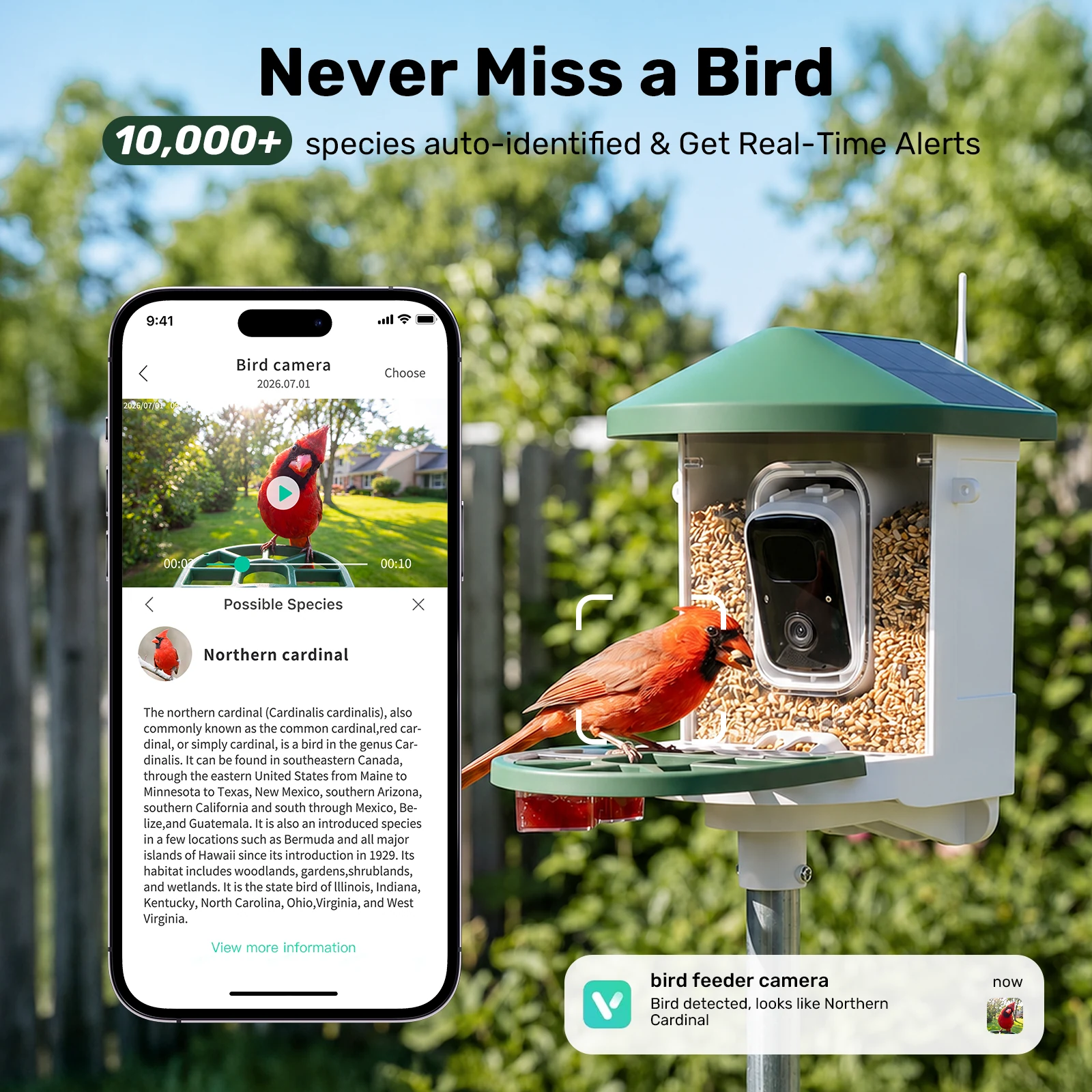 AI bird identification