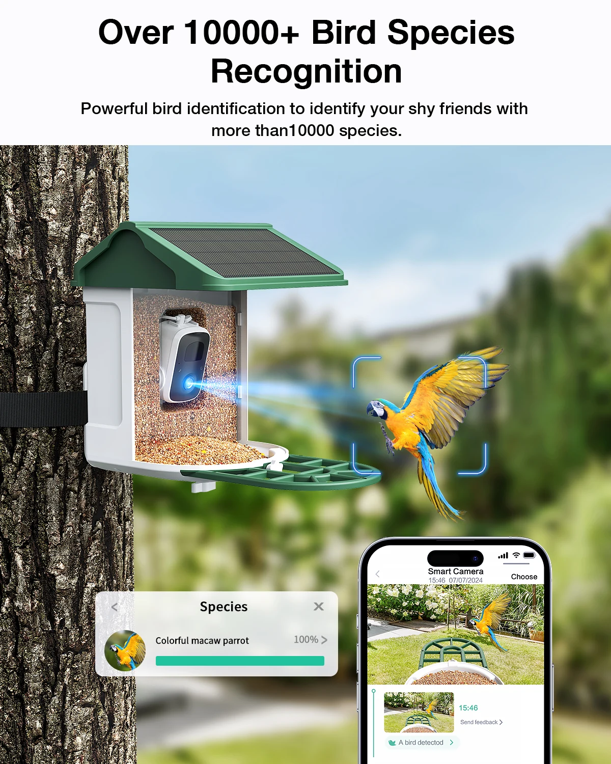 2K birdwatching video