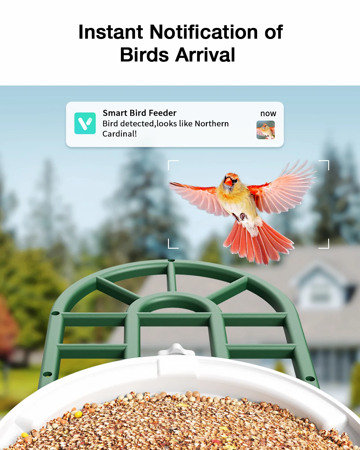Solar-powered feeder