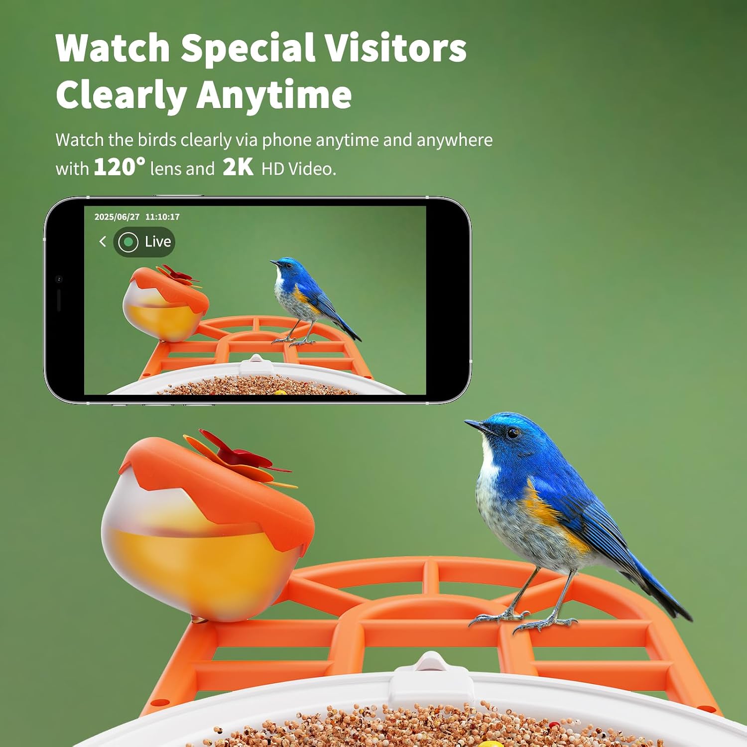 Blue bird perched on the orange feeder, showing the close-up detail of the 2K camera